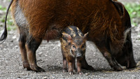 prase brush-ear-pig-4384631 960 720